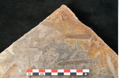 Foto (Detailansicht) von Walchia piniformis Sternbg. (NHMW-GEO-2024-0188-11123)